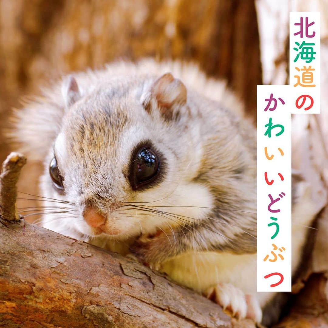 Skyticket.jpのインスタグラム：「⠀ 悶絶注意！北海道に生息するかわいい野生動物 ⠀ 日本最北の地、北海道。 豊かな自然に恵まれた北海道には、本州では見ることのできない固有の動物たちが数多く生息しています。 ⠀ 中でもその可愛すぎる容姿がネット上で話題になる動物たちも。今回は激かわ動物を4つご紹介します。 ⠀ photo by 📷 ①エゾモモンガ：Ｃｈｉ－ / PIXTA(ピクスタ) ②エゾモモンガ：mihiro / PIXTA(ピクスタ) ③シマエナガ ④エゾリス：mihiro / PIXTA(ピクスタ) ⑤キタキツネ：ゆ～や / PIXTA(ピクスタ) ⠀ ・ ・ ▼旅先の絶景やおすすめ写真を大募集📷 #skyticketrip を付けた投稿はストーリーズでご紹介させてください🌈 ⠀ 北海道旅行なら「北海道旅行×スカイチケット」で検索✈ ⠀ #北海道 #北海道旅行 #知床 #雪 #エゾモモンガ #モモンガ #エゾリス #リス #シマエナガ #鳥 #野鳥観察 #野鳥 #小鳥 #キタキツネ #キツネ #北海道３大かわいい動物 #野生動物 #北海道3大かわいい動物 #野生 #hokkaido #北海道3大かわいい動物 #写真好きな人と繋がりたい #カメラ好きな人と繋がりたい #squirrel #redfox #animal #hokkaidotrip #skyticket #スカイチケット」