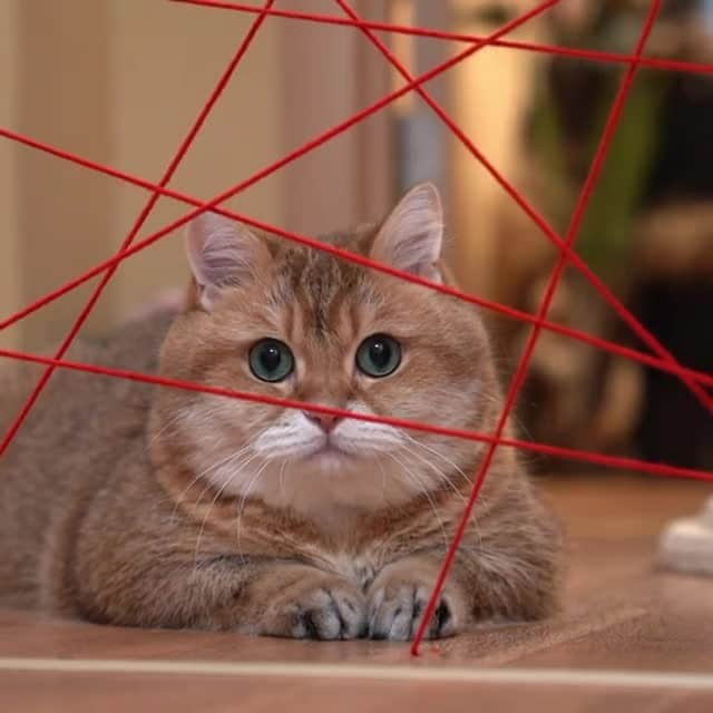 のインスタグラム：「Meowsion: Impawsible⠀ ⠀ 🎥@hosico_cat⠀ ⠀ #meowed #hosicocat #BSH #Britishshorthair #MI #MissionImpossible #Spycat #Ninjacat」