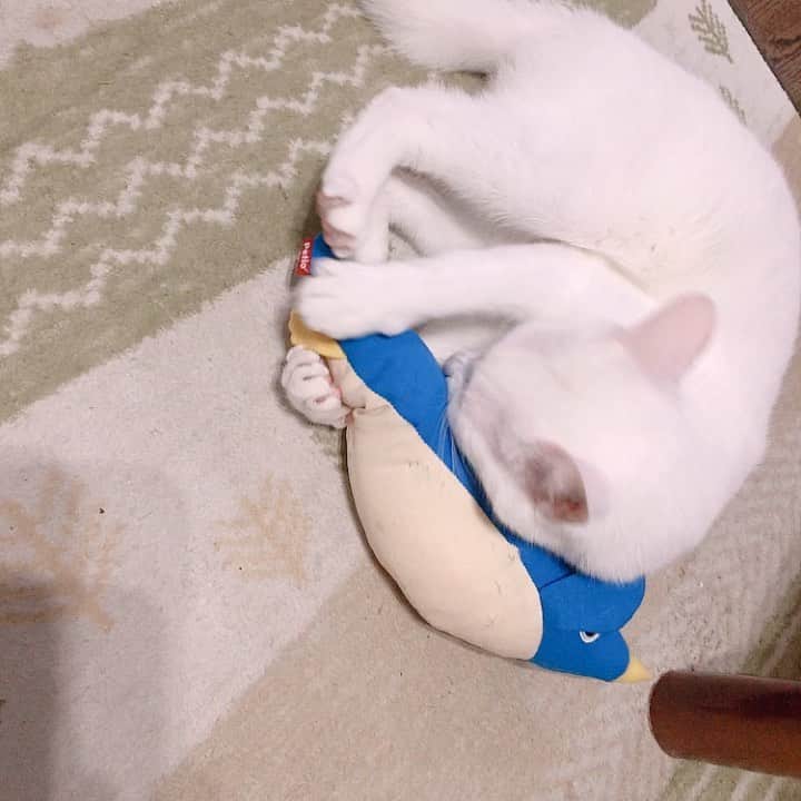 秋田知里のインスタグラム：「昨日も狂ったように遊んでた😂 #みかんとふう #猫 #ねこ #ネコ #cat #ねこすたぐらむ #白猫 #オッドアイ」