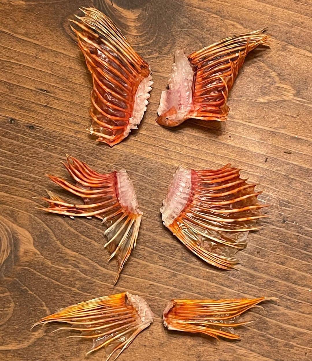 井手大介のインスタグラム：「オニカサゴ達のヒレ。早くひれ酒飲みたいぜ。」