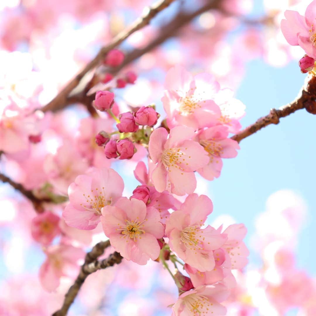 千種ゆり子さんのインスタグラム写真 - (千種ゆり子Instagram)「#桜 #さくら #サクラ #cherryblossom #sakura #japan #bluesky #青空 #ファインダー越しの私の世界」2月18日 13時56分 - chikusa_yuriko
