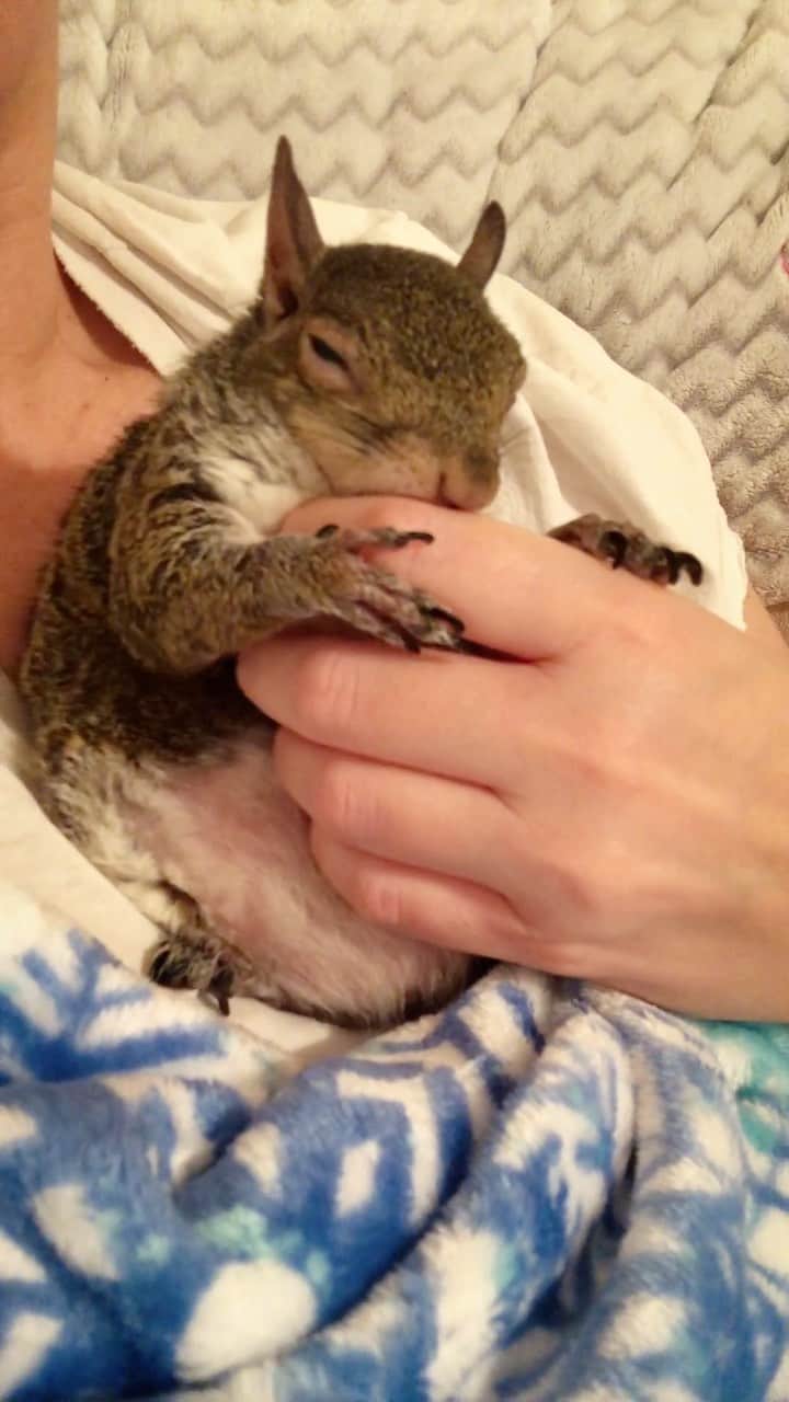 Jillのインスタグラム：「Jill is grooming her hands before bed. She buries her face in my hands after a quick belly rub.」