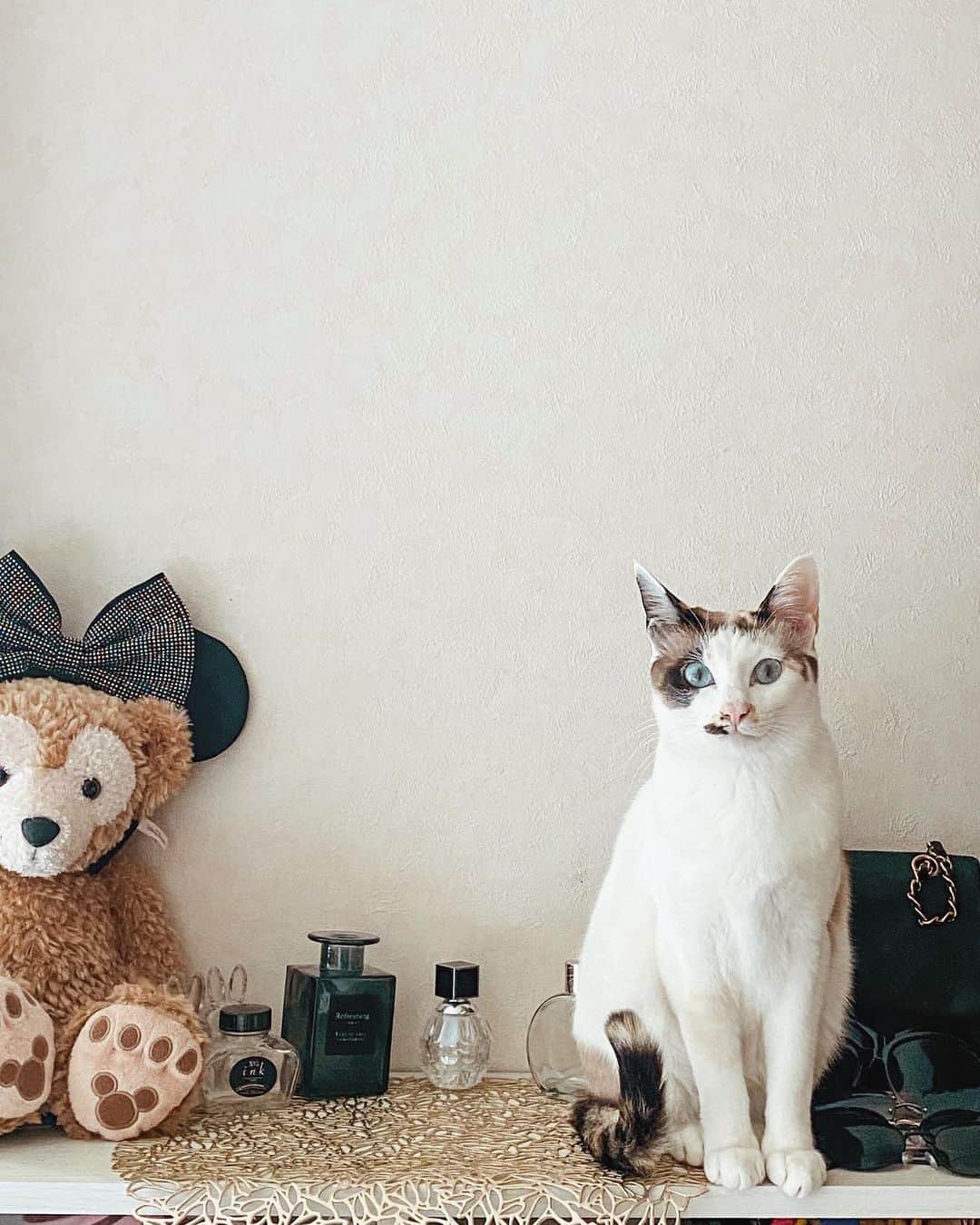 YUUのインスタグラム：「rea 🐱」