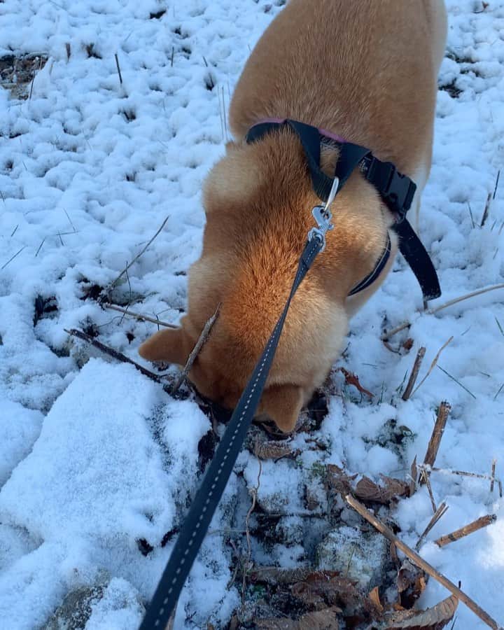 shibainu berryのインスタグラム