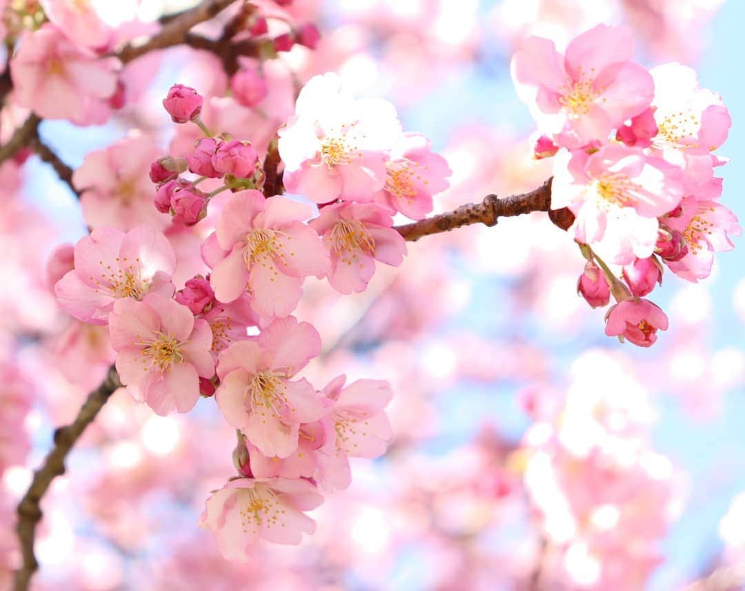 千種ゆり子さんのインスタグラム写真 - (千種ゆり子Instagram)「#桜 #さくら #サクラ #cherryblossom #sakura #japan #bluesky #青空 #ファインダー越しの私の世界」2月18日 14時11分 - chikusa_yuriko