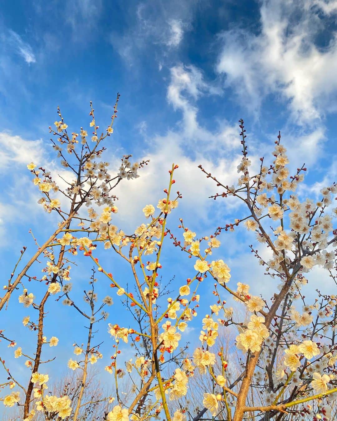 花野じゅりあさんのインスタグラム写真 - (花野じゅりあInstagram)「. 白梅  陽が沈む時間に撮ったので、白梅が淡いオレンジ色になり、青空との色合いがきれいな写真になりました  細い枝に上品に花を咲かせる梅の花が好き . . . . . #白梅」2月18日 14時08分 - julia.hanano