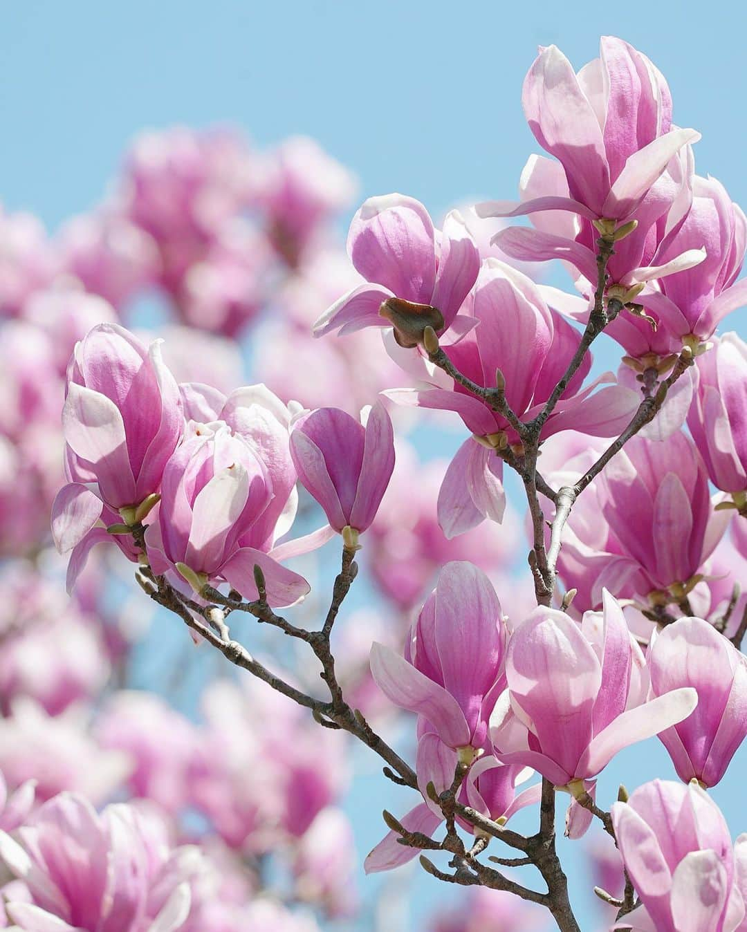 masayaのインスタグラム：「Good morning ! Happy Thursday ! Magnolia 今年は木蓮の開花も早そうです。 3月の頭には撮影できる？ 去年撮影未発表カットより」