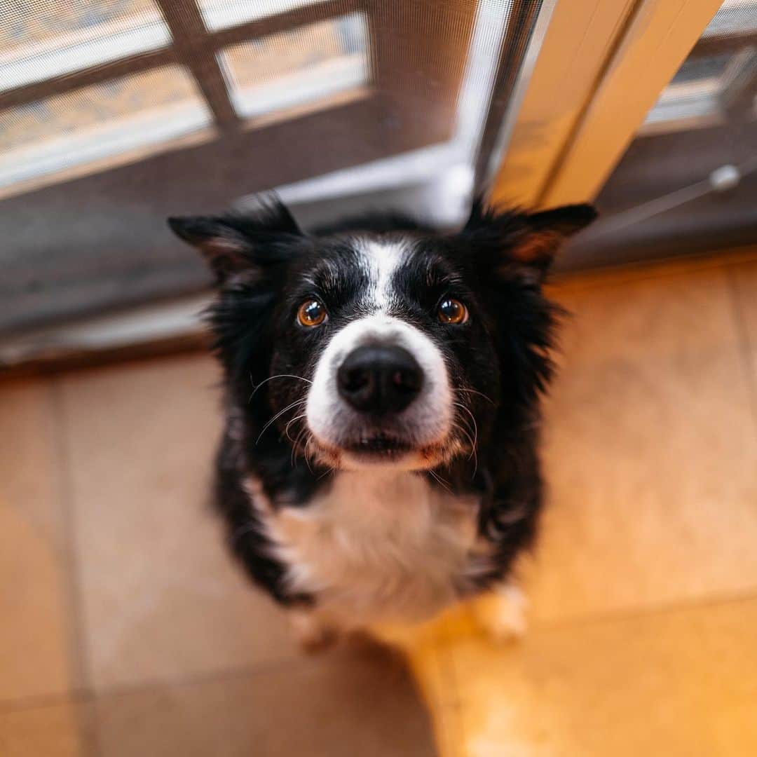 Andrew Knappのインスタグラム：「UPDATE: THANK YOU! Casting is closed for now but I love your dog.  🐕 🐩」