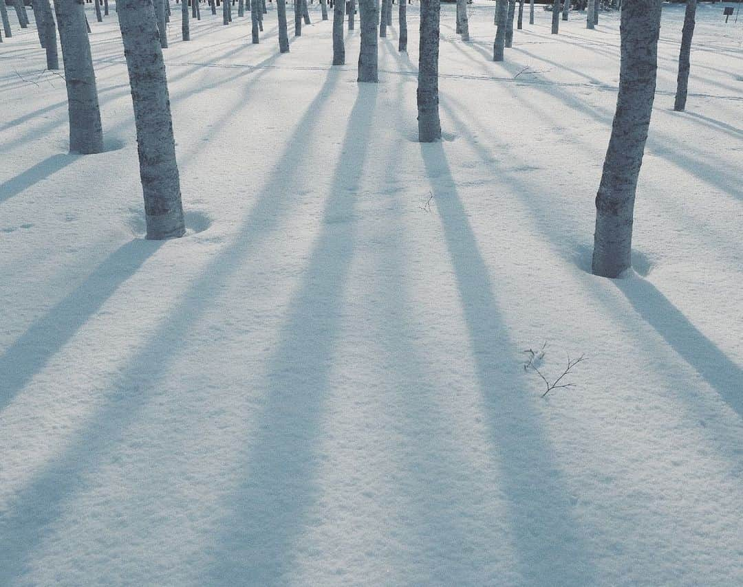 naorinmoonさんのインスタグラム写真 - (naorinmoonInstagram)「﻿ ﻿ ﻿ ﻿ ﻿ ﻿ 人を羨んだってキリがないよ﻿ ﻿ ﻿ ﻿ ﻿ ﻿ ﻿ ﻿ ﻿ #xt3 #fujifilm_xseries ﻿ #ig_hokkaido #instagramjapan #ig_japan_  #ifyouleave #as_archive #still_life_nature #vscocam #still_life_mood #reco_ig #nature_brilliance #tv_flowers #ig_eternity #moody_nature #dof_brilliance #heart_imprint #bokeh_bliss #infinity_softly #thehub_macro ﻿」2月18日 5時57分 - naorinmoon