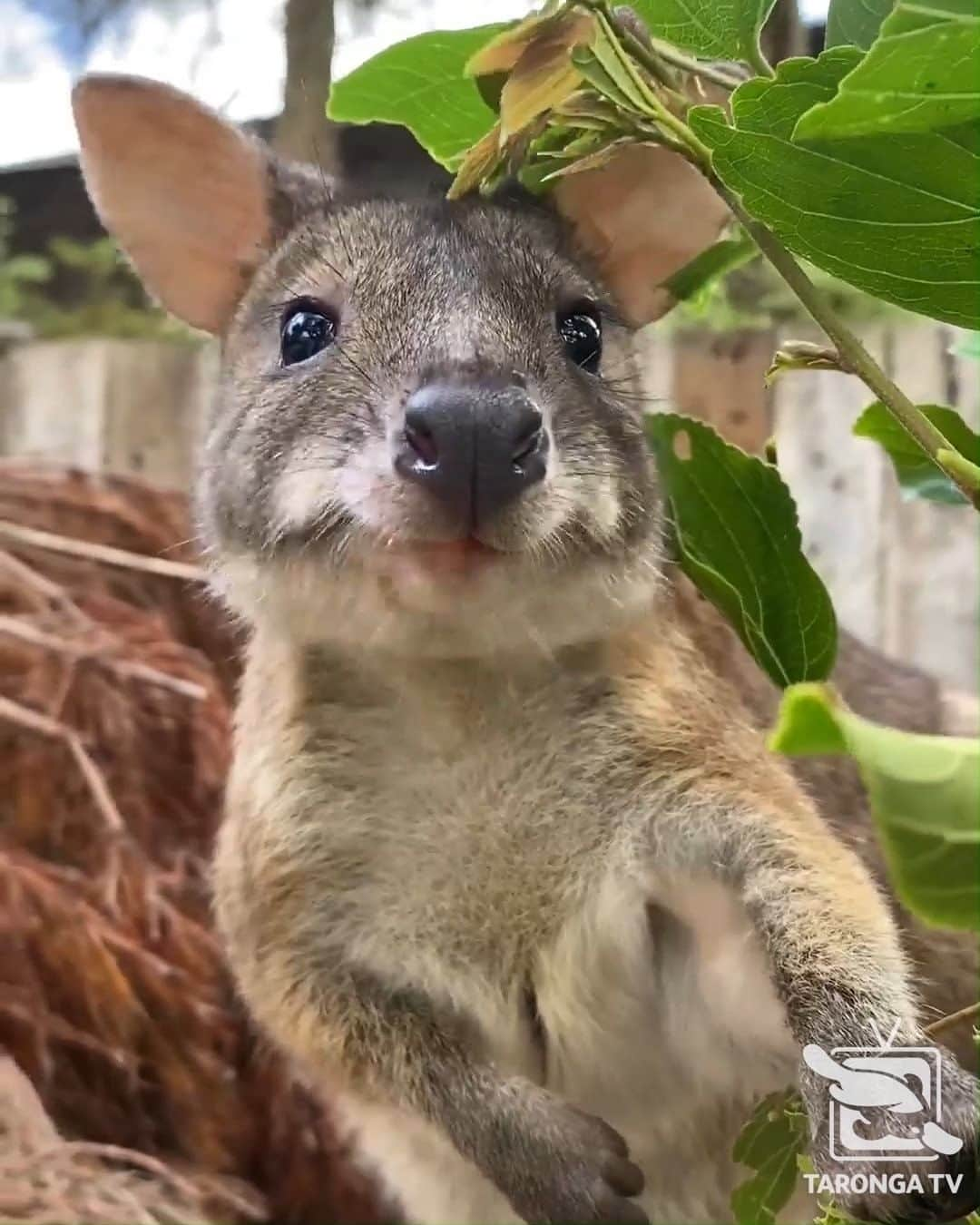 タロンガ動物園のインスタグラム