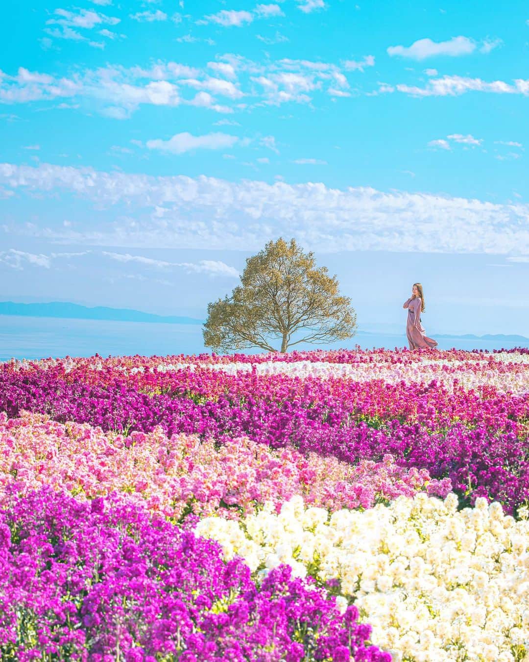 ももせゆきのインスタグラム：「⸜🌷︎⸝‍🌸⸜🌷︎⸝‍  大好物な花畑×青空  ウロコみたいな雲の形もわたしの大好物♥ か、花粉症今年もやってきたかも😢 ・  ・  ・ ・  ・  #s_shot  #team_jp_ #IG_PHOS#japan_daytime_view #genic_mag#instagram#IGersJP #retrip_nippon #hubsplanet  #カメラ女子 #カメラ好きな人と繋がりたい #ファインダー越しの私の世界 #tokyocameraclub #awesome_earthpix  #タビジョ#art_of_japan_ #hellofrom #whim_member #japan_of_insta#写真撮ってる人と繋がりたい#beautifuldestinations #canon_photos #wonderful_places #thetunneloflove #earthfocus #lovers_nippon  #じゃびふる #はなまっぷ  #jaltrico #JALトーク @japanairlines_jal」