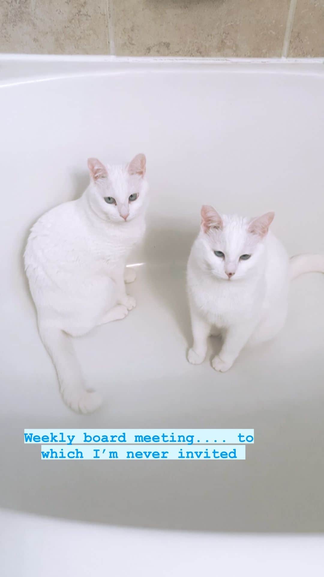 ジェネビーブ・モートンのインスタグラム：「Why do they get in the tub after me every time? 🤣😂」