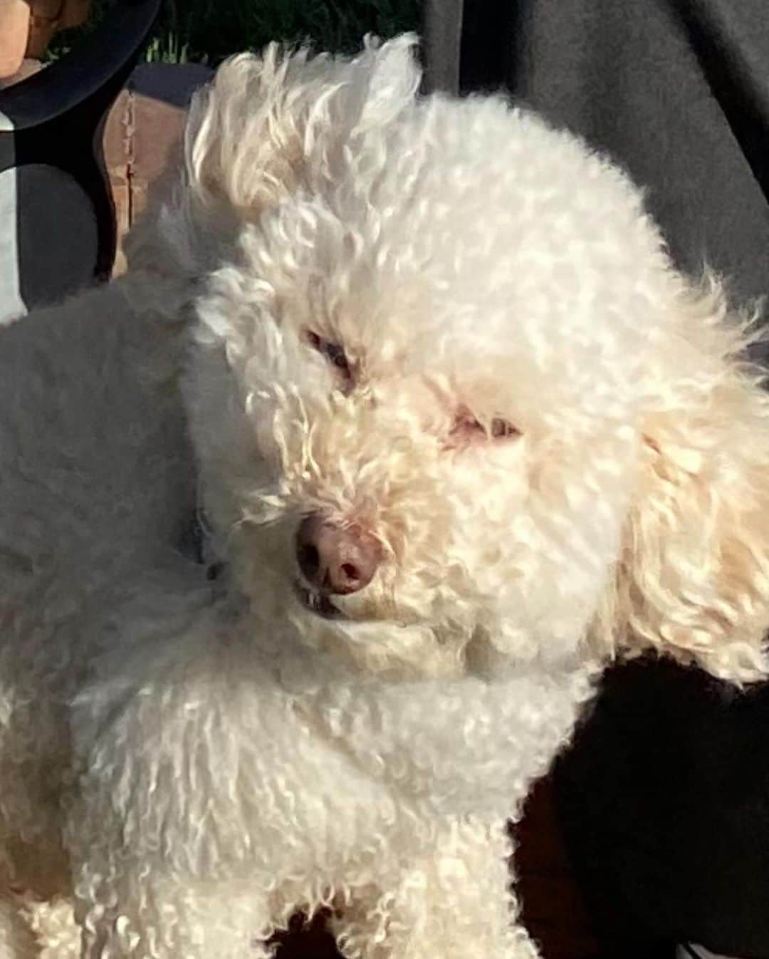 Jenn Imさんのインスタグラム写真 - (Jenn ImInstagram)「Back in our happy place @terranearesort ❣️ So many mems were made here. Swipe to the end to see Cheeki struggling to pose with the wind. 😂」2月18日 6時44分 - imjennim