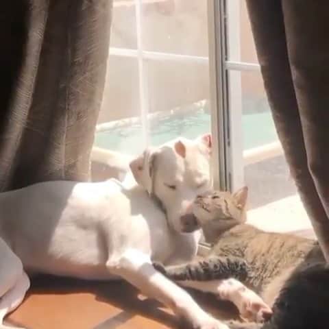 Cute Pets Dogs Catsのインスタグラム