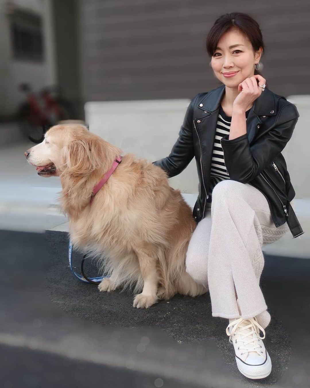 ImotoEtsuyo さんのインスタグラム写真 - (ImotoEtsuyo Instagram)「#おはようございます ・ 昨日投稿した #セットアップ の　パンツ。 ・ 裾部分、後ろのスリットを 前にして着てみました。 ・ どちらを前にして着てもオッケーみたい。 ・ ・ #コンバース を 合わせてみました。 ・ #愛犬 ココアは眩しいのかな^^; 目が… カワイイ♡ ・ ・ #ootd  #pants ⇒ @myle__official  #ボーダートップス ⇒ @lialapg  #ライダース ⇒ @abahouse_online_ladies  #bag ⇒ @louisvuitton  #shoes ⇒ @converse_jp   ・ ・ #ゴールデンレトリバー  #goldenretriever  #愛犬との時間  #大型犬のいる生活  #大型犬  #癒し #かわいい  #smile  #love  #散歩 #大人カジュアル  #大人可愛い  #fashion  #style  #cordinate  #outfit  #シンプルコーデ  #コーデ  #きょコ  #ニットパンツ」2月18日 6時52分 - bisuhada