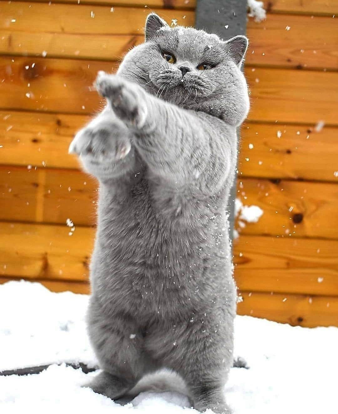 Aww Clubさんのインスタグラム写真 - (Aww ClubInstagram)「Practicing my karate moves 🥋⠀ ⠀ 📷@dysolos_britishshorthairs⠀ ⠀ #meowed #dysolosbritishshorthairs #❄️. #fluffycat #BSH⠀  #Britishshorthair #kungfu #karate」2月18日 7時00分 - meowed