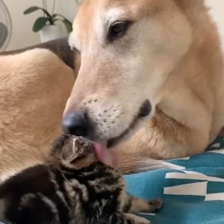 DogsOf Instagramのインスタグラム：「You’ve got to be kitten us, it’s #internationalcatday 🐕🐈  📸: @raylan_the_dog   #dogsofinstagram #catstagram #kittengram #animalfriends」