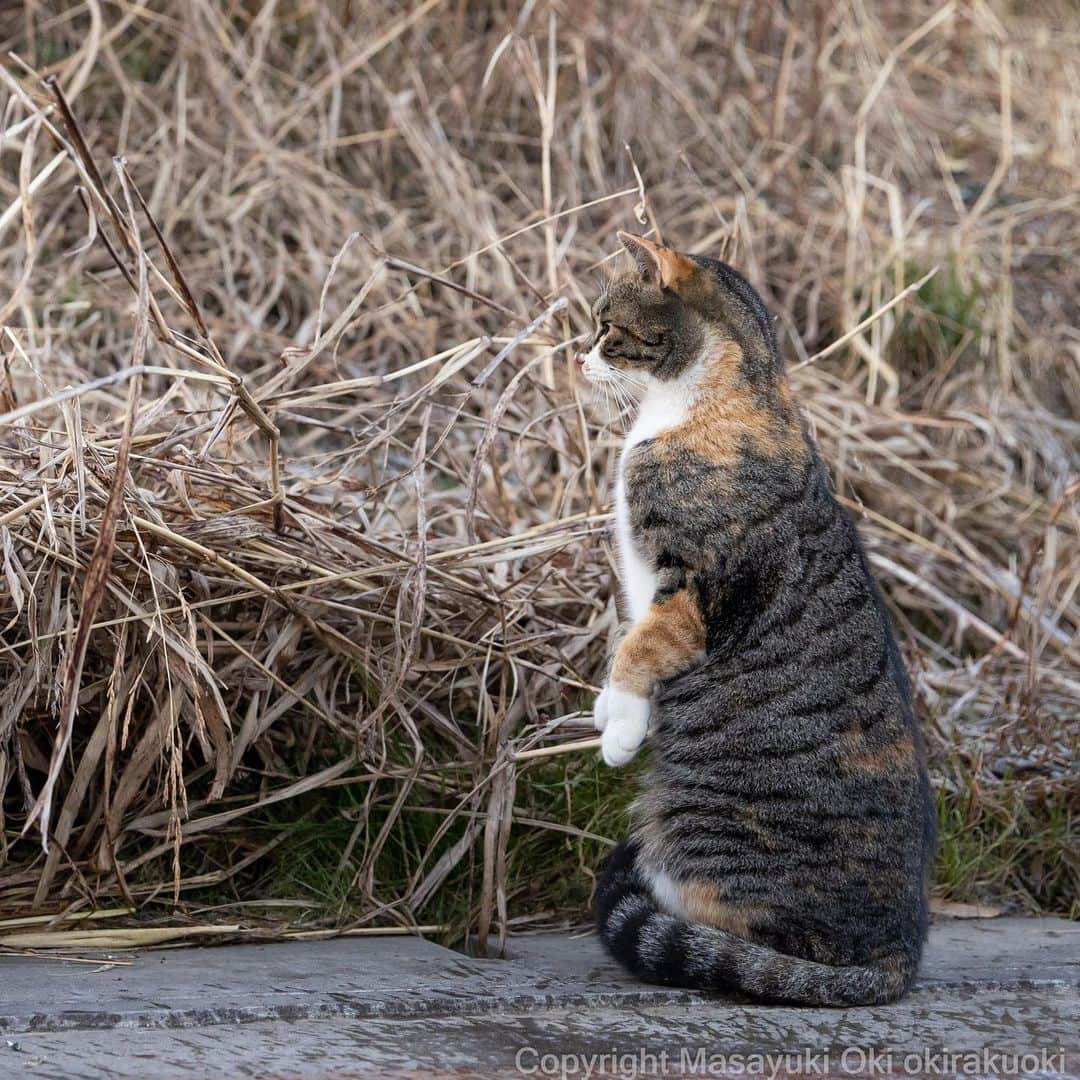 Masayukiさんのインスタグラム写真 - (MasayukiInstagram)「茂みが気になる。」2月18日 7時05分 - okirakuoki