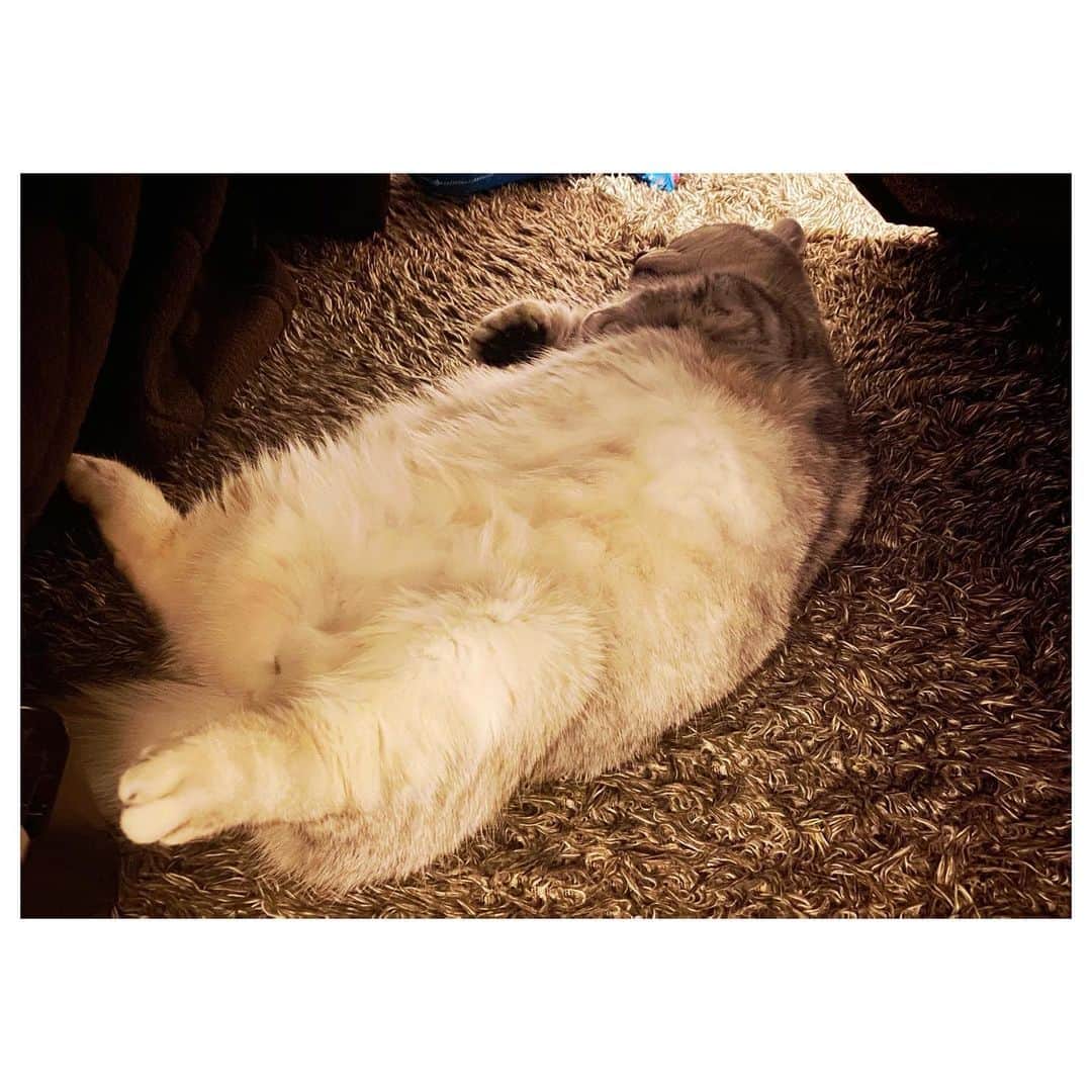 山谷花純さんのインスタグラム写真 - (山谷花純Instagram)「100点の寝方。おはよう  #ミヌエット #まるとの生活 #猫がいる生活 #にゃんすたぐらむ」2月18日 7時30分 - kasuminwoooow