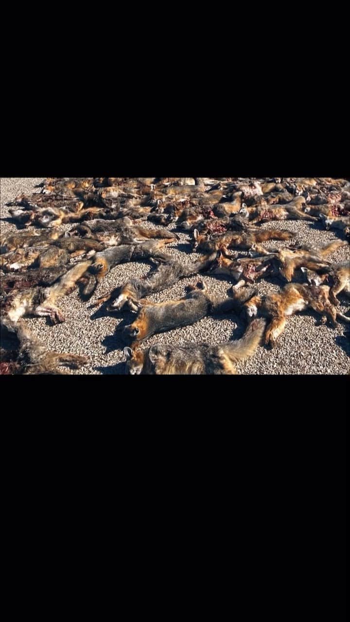 WildLifeのインスタグラム：「Project Coyote cofounded the National Coalition to End Wildlife Killing Contests comprised of more than 50 national and state wildlife conservation organizations working together to bring an end to cruel and senseless killing contests nationwide. Sign the petition to stop this unconscionable practice on our federal public lands. Watch and share the film and film trailer and help us Educate, Expose and End wildlife killing contests!」