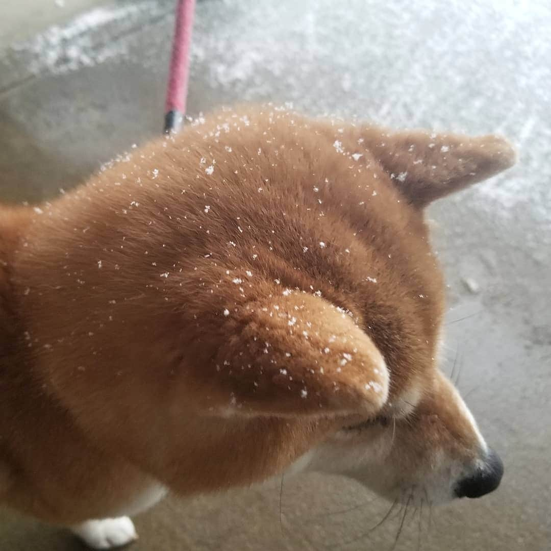 柴犬たま Shibainu Tamaさんのインスタグラム写真 - (柴犬たま Shibainu TamaInstagram)「﻿ まさか本当に雪が降るとは…❄﻿ (天気予報信じてなかった人←)﻿ ﻿ ミケしゃん、毛皮発注間に合ってて良かったね👌﻿ ﻿ Caption trans🇬🇧﻿﻿﻿﻿﻿﻿﻿﻿﻿﻿﻿﻿﻿﻿﻿ It's snowing again❄﻿ This time, Meekeh's fur is fluffy, so she won't be cold👌﻿ ﻿ #たま家族 #柴犬ミケ #ミケママ #雪 #後頭部フェチ #愛らぶ後頭部 #ふわもこ﻿ #柴犬 #shiba #shibainu #shibastagram #犬 #dog」2月18日 7時58分 - tama7653