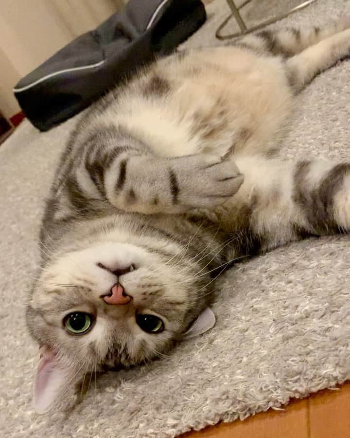 のインスタグラム：「Good morning! Bonjour!﻿ I play, I don’t move. * おはようございますにゃん！ 遊べど、動かず（笑）。 * #catstagram #cat_features  #topcatphoto #cutepetclub #catsofinstagram #cats_of_world #meowsandwoofs #meowvswoof﻿ #excellent_cats #catstocker  #bestmeow #INSTACAT_MEOWS #peco #animalsco #mofmo #みんねこ #ふわもこ部 #ねこのきもち #アメショー #アメリカンショートヘア #猫 #猫好きさんと繋がりたい #nekoclub」
