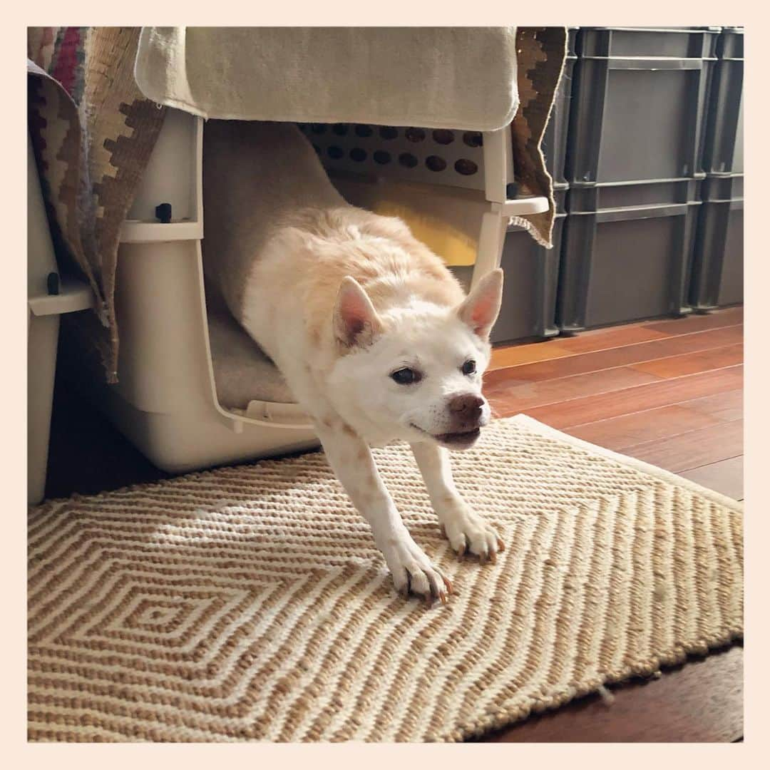 パンといっぴきのインスタグラム：「#元保護犬 #雑種犬 #crossbreed #mixdog #キップル14歳」