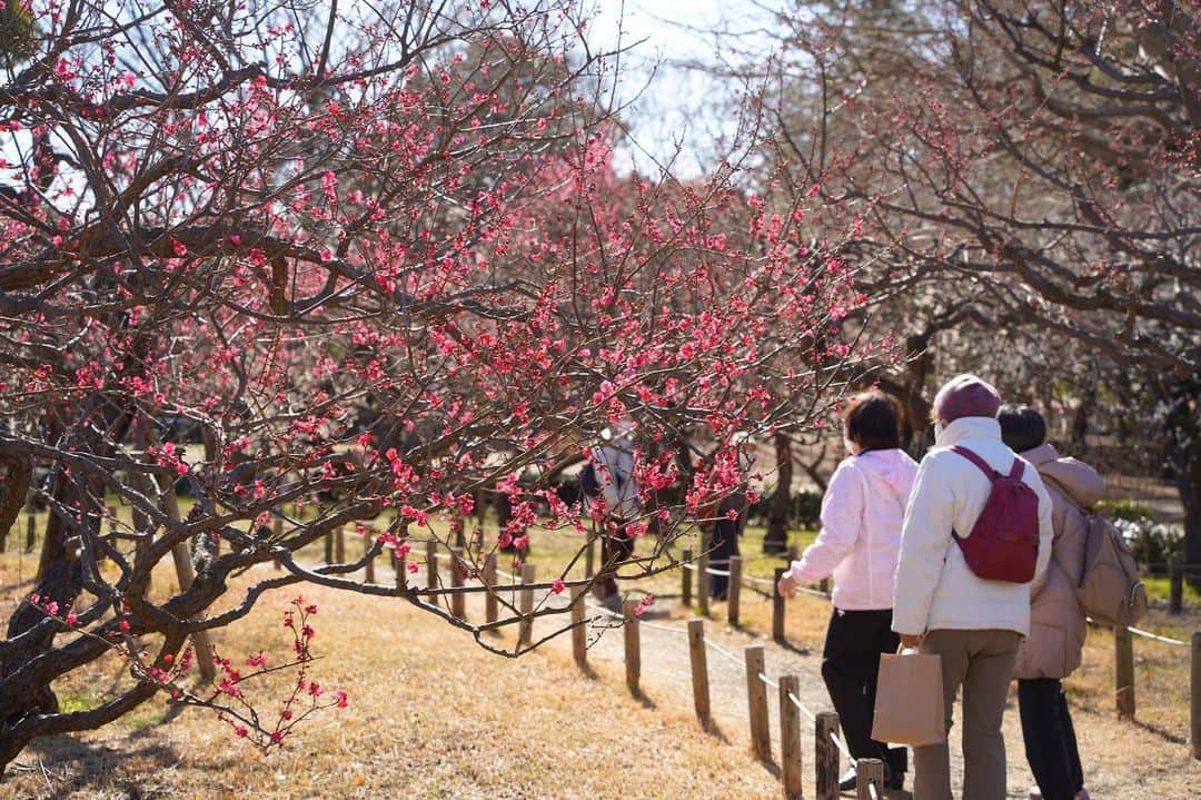 平塚市さんのインスタグラム写真 - (平塚市Instagram)「* 総合公園の梅は 先週から開花が進み、 現在は6割程度。 春の足音が聞こえますね。 *** #手をつなぎたくなる街 #hiratsukagood #hiratsuka#平塚 #公園#総合公園 #平塚市総合公園 #梅#うめ#ウメ #梅林#紅梅#花見 #お花見#開花 #春#春の気配 #はなすたぐらむ #はなまっぷ#ザ花部 #週末の過ごし方 #日々#暮らし #instagramjapan#igersjp」2月18日 8時36分 - hiratsukagood