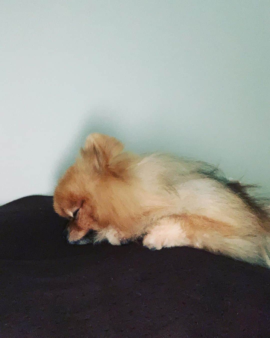 のインスタグラム：「#ポメラニアン #プー太 くん #やっぱり犬が好き #睡眠 #癒し #石原寛子 さん」