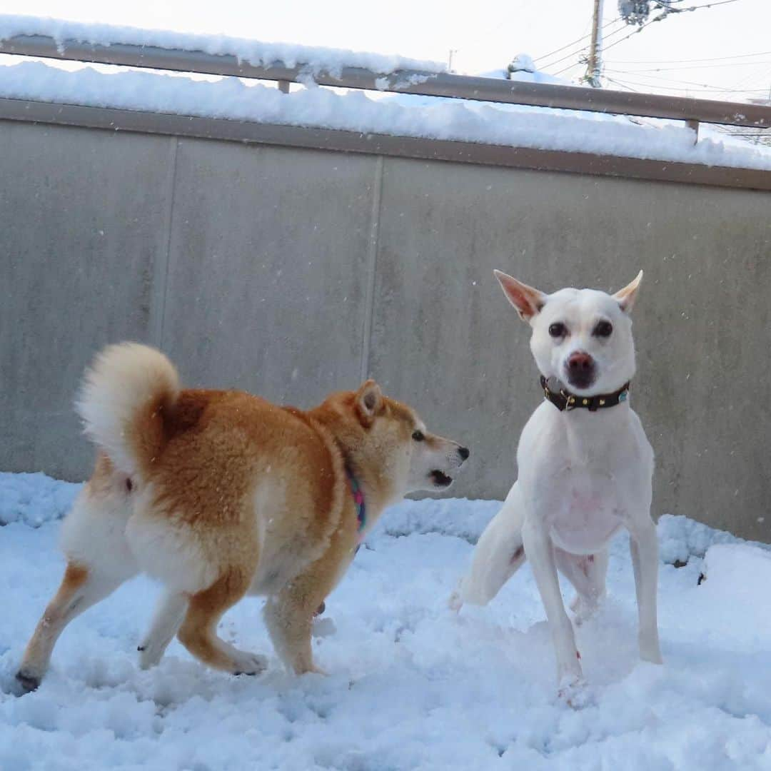 柴犬ハル&保護犬すずのインスタグラム