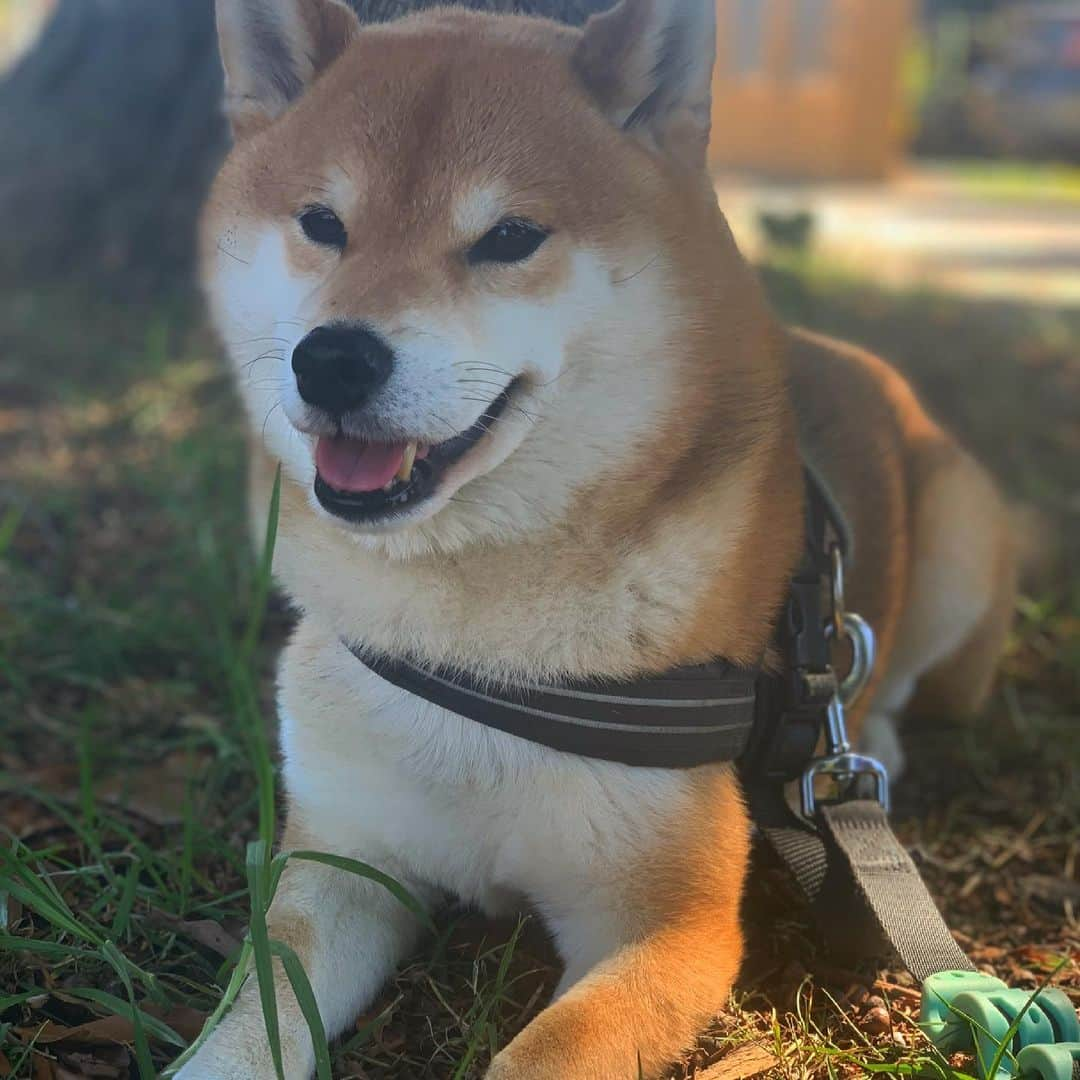 Shibainu Pontaさんのインスタグラム写真 - (Shibainu PontaInstagram)「🥰  #melbourne #メルボルン#柴犬」2月18日 14時24分 - pontasyk