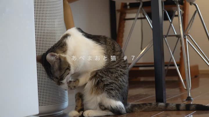 阿部真央のインスタグラム：「#おじさまと猫   第7話。 原作でも考えさせられ泣いた回。  飼い主としても、一母親としても、 奏ママに「んんんーっ‼️😭」ってなっちゃいます。感情？笑  たくさんのペットちゃんや子供達が、ふくまるみたいに幸せに安心して過ごせる世界になるといいな。  #tx_ozineko  #あべまおと猫 #阿部真央」