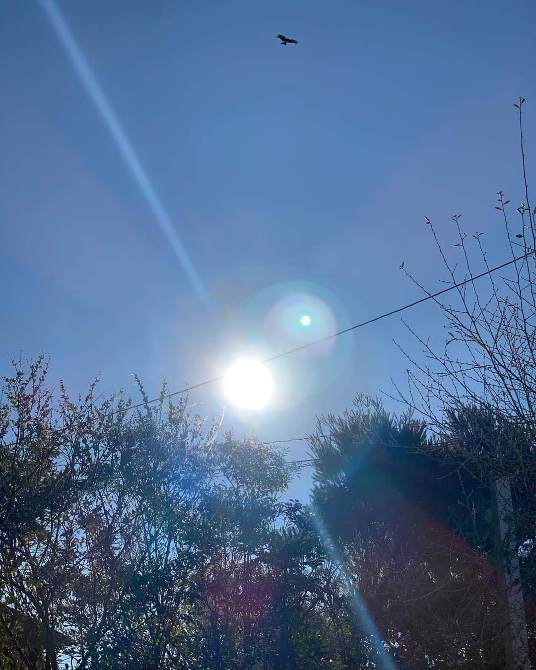 長谷川理恵さんのインスタグラム写真 - (長谷川理恵Instagram)「まだまだ寒いけど 太陽の光が強くて暖かい朝 トンビさんも大空を舞ってるよ なんでもないこの穏やかな朝が幸せ🕊」2月18日 9時10分 - rie_hasegawa