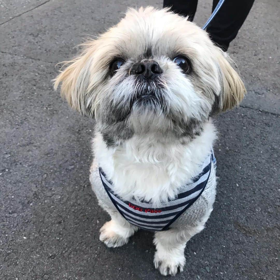 柴犬のモモさんのインスタグラム写真 - (柴犬のモモInstagram)「おはようございます。今朝はちょこ太君とお姉さんに会えてテンション上がったモモさん #いぬ #イヌ #犬 #柴犬 #赤柴 #日本犬 #犬バカ部 #ふわもこ部 #いぬら部 #癒しわんこ #柴犬マニア #犬のいる暮らし #口角キュキュッと部 #shiba #shibainu #shibadog #dogstagram #dogsofinstagram #shibastagram #shibasofinstagram #shibamania #inu #instadog #toyota_dog」2月18日 9時11分 - shi_ba_i_nu_momo