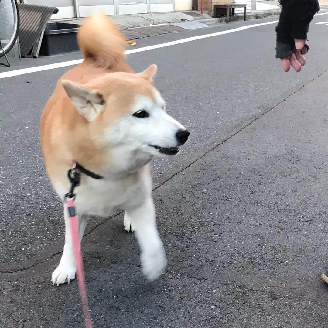 柴犬のモモさんのインスタグラム写真 - (柴犬のモモInstagram)「おはようございます。今朝はちょこ太君とお姉さんに会えてテンション上がったモモさん #いぬ #イヌ #犬 #柴犬 #赤柴 #日本犬 #犬バカ部 #ふわもこ部 #いぬら部 #癒しわんこ #柴犬マニア #犬のいる暮らし #口角キュキュッと部 #shiba #shibainu #shibadog #dogstagram #dogsofinstagram #shibastagram #shibasofinstagram #shibamania #inu #instadog #toyota_dog」2月18日 9時11分 - shi_ba_i_nu_momo