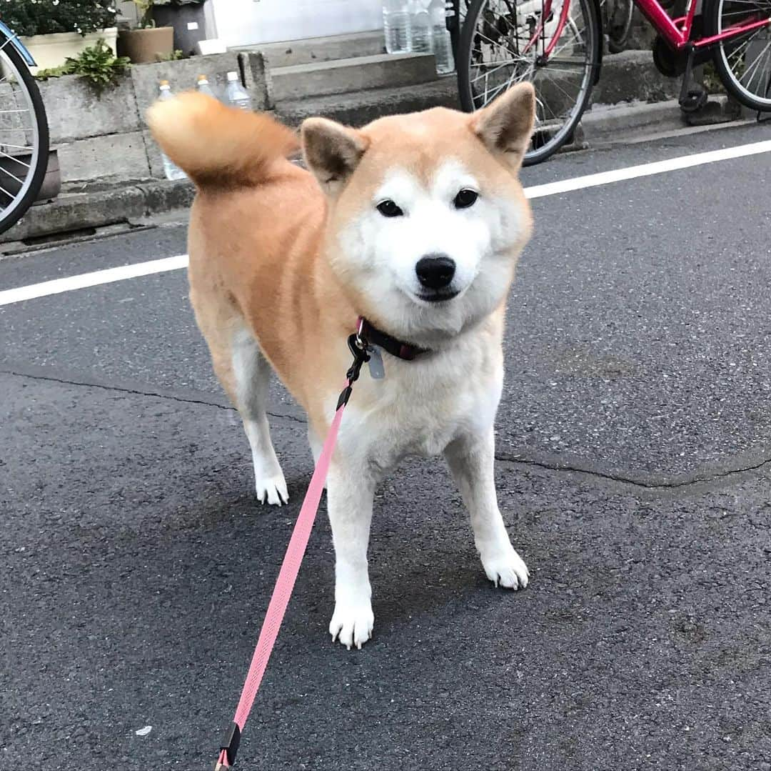 柴犬のモモのインスタグラム：「おはようございます。今朝はちょこ太君とお姉さんに会えてテンション上がったモモさん #いぬ #イヌ #犬 #柴犬 #赤柴 #日本犬 #犬バカ部 #ふわもこ部 #いぬら部 #癒しわんこ #柴犬マニア #犬のいる暮らし #口角キュキュッと部 #shiba #shibainu #shibadog #dogstagram #dogsofinstagram #shibastagram #shibasofinstagram #shibamania #inu #instadog #toyota_dog」