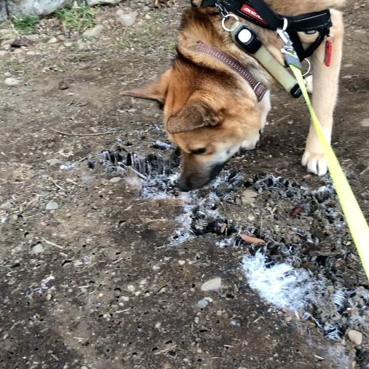 佐々木海のインスタグラム：「霜の存在に気づく。 #犬 #イヌ #イヌスタグラム #いぬすたぐらむ #犬バカ部 #いぬばか部 #ふわもこ部 #いぬら部 #犬のいる暮らし #保護犬 #元野犬 #雑種 #雑種犬 #ビビり犬 #里親 #保護犬を家族に #保護犬を飼おう #殺処分ゼロ #dog #dogs #dogstagram #doglove #doglover #doglovers #doglife #dogslife #rescuedog #rescueddog」