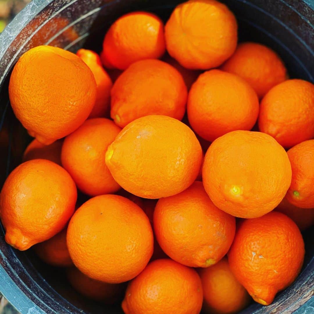 ケリスさんのインスタグラム写真 - (ケリスInstagram)「I love all the different oranges 🍊! And there is a jam on the horizon my friends !」2月18日 9時31分 - kelis