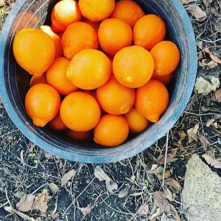 ケリスのインスタグラム：「I love all the different oranges 🍊! And there is a jam on the horizon my friends !」
