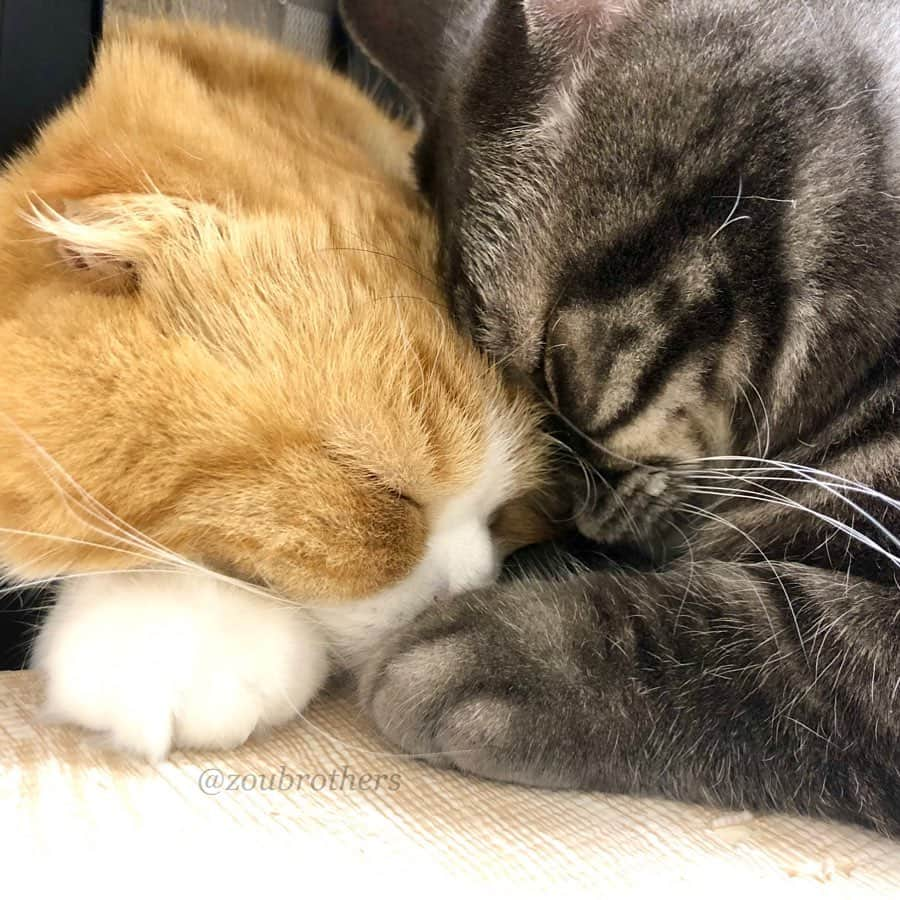 bunny & 2 catsさんのインスタグラム写真 - (bunny & 2 catsInstagram)「Enzou🐱and Gomazou😽  _ 🐾ごまちゃん、えんちゃんに夢中♡えんちゃんに注ぎ込む愛情はどこから湧いてくるんだろ♡ #無償の愛  🐾ごまちゃんの溢れんばかりの愛情にどっぷり甘えるえんちゃん♡ 🐾スワイプで動画も付けたかったんだけど、エラーになるので後ほどリールにしてあげますね。 _ #スコティッシュフォールド#マンチカン#munchkin#scottishfold#Chat #ねこ#猫#cats#cute#amazing#funny#ねこのきもち#お家時間#arrowsとうちの子に夢中 _ #PECO#ねこ#9gag#animal#WeeklyFluff#ふわもこ部#ペコねこ部#みんねこ#ねこのきもち#catsofinstagram#Excellent_Cats#cat_features#instagramjapan#cats_of_world #petoftoday」2月18日 9時39分 - zoubrothers