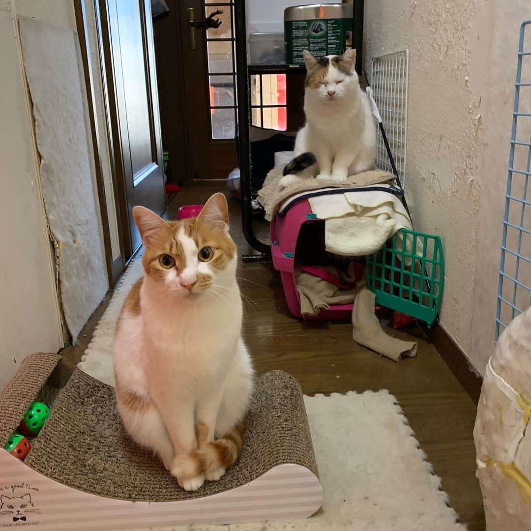 Kachimo Yoshimatsuのインスタグラム：「お見送り。 眠そうなミケ子さん。 #うちの猫ら #猫 #mikeko #oinari #ねこ #cat #ネコ #catstagram #ネコ部 http://kachimo.exblog.jp」
