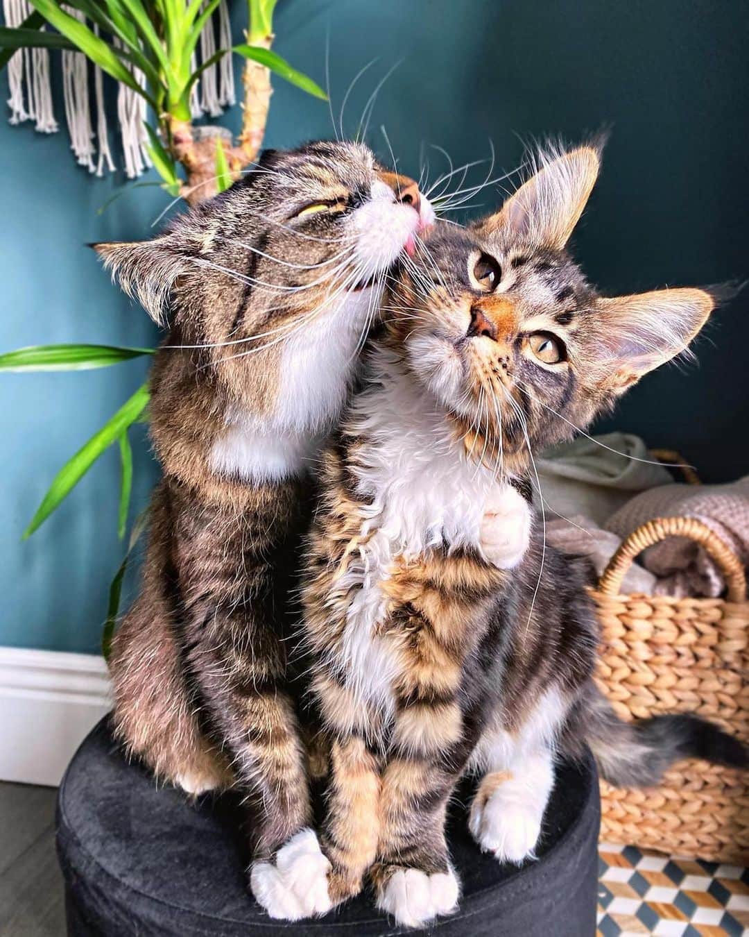 Cats of Instagramのインスタグラム：「From @busterthecatto: "Love my brother from another mother 💕" #catsofinstagram」