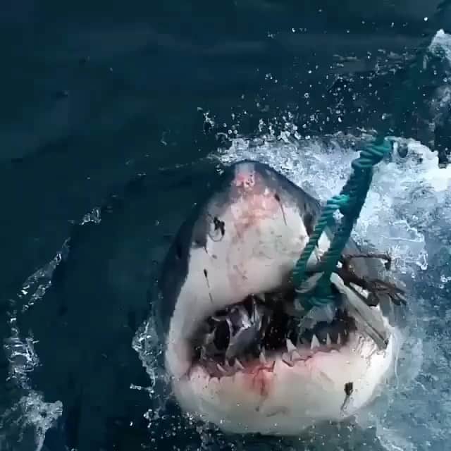 エディ・マクリントックのインスタグラム：「#repost @shark_ins.gram ・・・ @sharksacc King of the ocean 🦈 #shark #sharkattack #sharknado #sharkbait #greatwhiteshark #sharktooth #sharkfishing #sharkie #sharky #savesharks #sharkdiving #sharkteeth #sharklife #sharkbite #sharkies #sharkeez #tigershark #sharkconservation #whalesharks #sharklove #sharkhelmet」