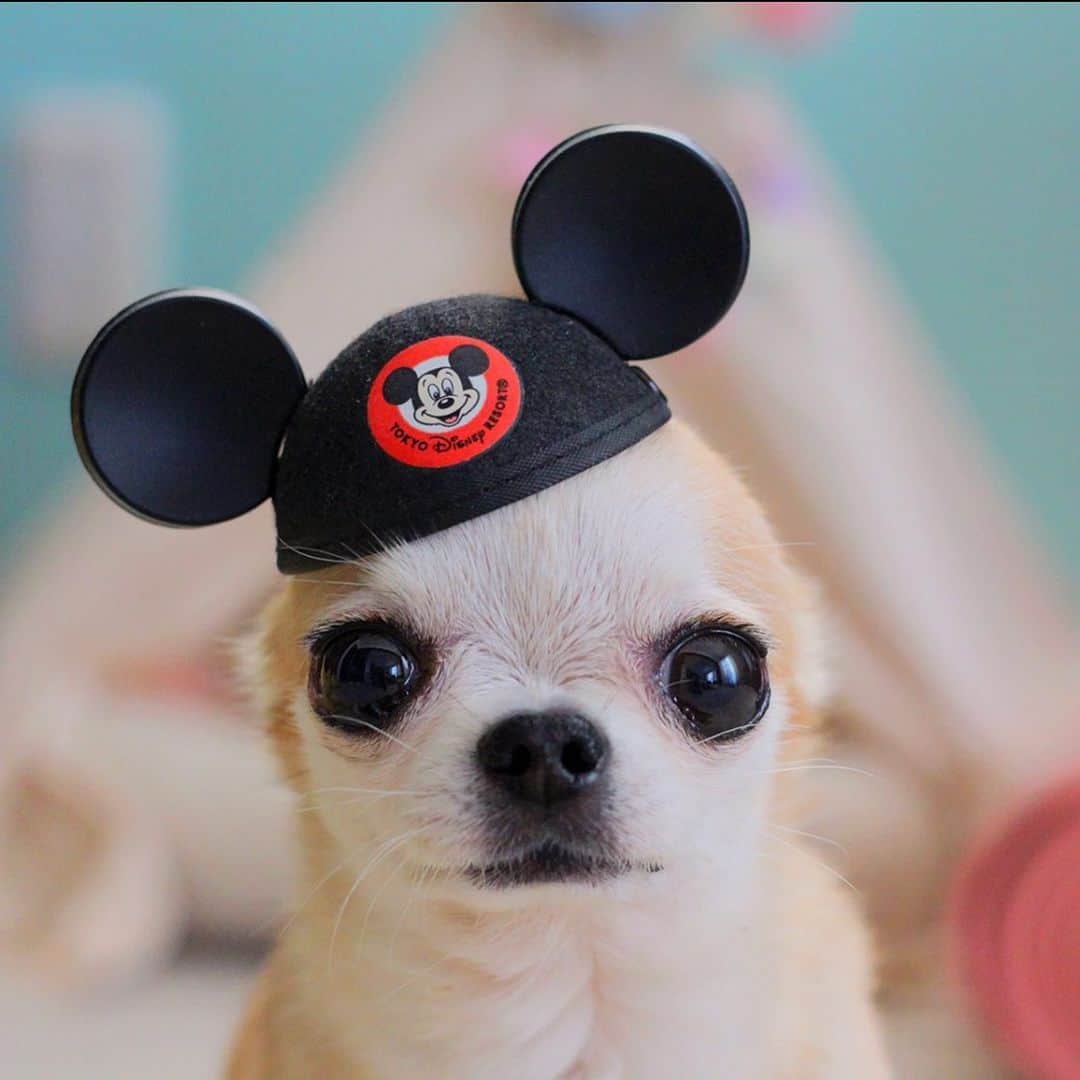 まち(Machi)のインスタグラム：「. 可愛いから見てもらおう😊 . #chihuahua #chihuahuas #dog #instadog  #weeklyfluff #doglover #chihuahualove #ふわもこ部 #choco #azuki #omochi #チワワ #ちわわ #犬 #スムチー #ロンチー #ちわすたぐらむ #いぬすたぐらむ #ちわわ部」