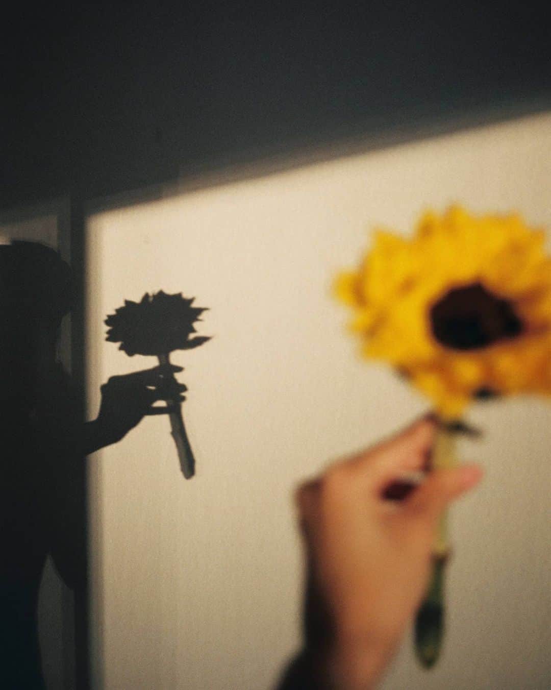 バイトゥーイ・ズワピットのインスタグラム：「🌻 #zvpfilms  #contaxt3  #lomography400  #sunflowerfilm」