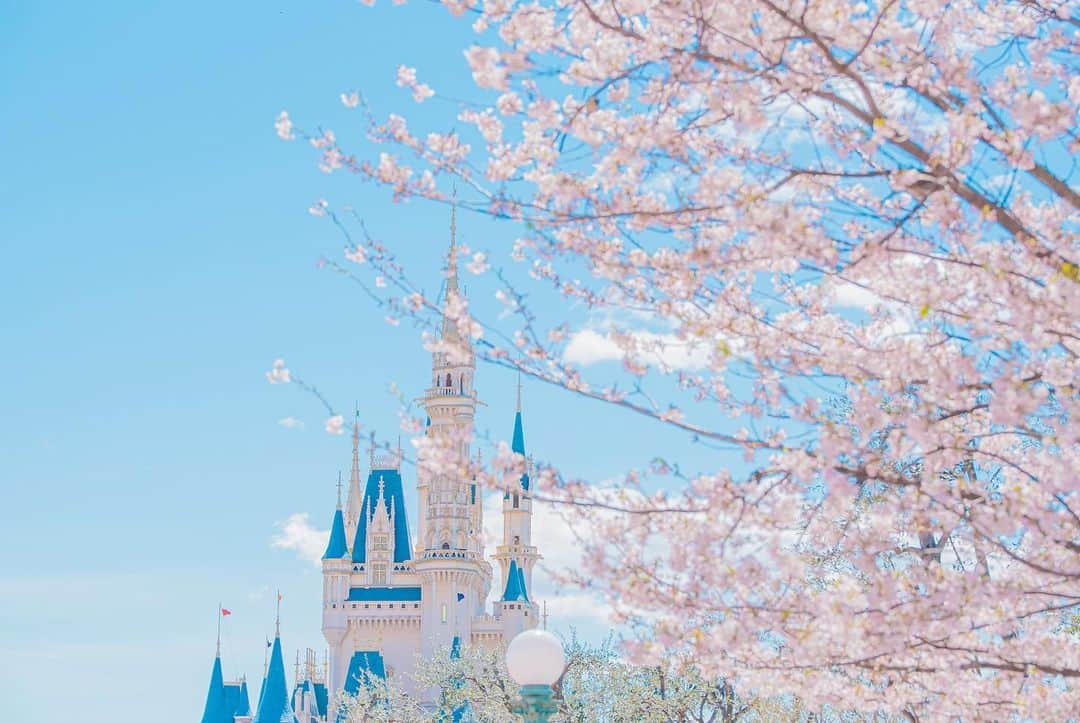 Kahoさんのインスタグラム写真 - (KahoInstagram)「. . . ちょっとずつ暖かい日が 増えてきたかな？💐  緊急事態宣言が終わったら 春のお花を見にいろんなところに 出かけたい…🥺✨  青空と桜の組み合わせ大好き☺️🌸   #disneyland #tokyodisneyresort #tdr #tdl #disneygram #instadisney#disneyparks #disneyfan #disneyphoto #disneypic  #Disneyside #Disneylove #tokyodisneyland #disneylandtokyo #disneylover #tokyodisneyland#disneyphotography #japan #japan_of_insta #japan_day _view #disneylandtokyo #disneylandjapan #シンデレラ城 #桜 #cinderella#cinderellacastle #japan_daytime_view  #東京ディズニーリゾート #東京ディズニーランド #ディズニー #ディズニー風景#桜ディズニー」2月18日 11時06分 - kah05disney