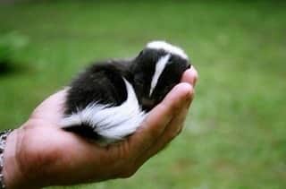 のインスタグラム：「Baby skunk needs a nap! 😴」