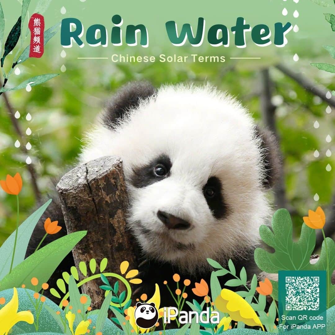 iPandaさんのインスタグラム写真 - (iPandaInstagram)「Rain Water💦, the second of the 24 Chinese solar terms, is coming. Everything starts to revive, and pandas can’t wait to go out with friends to enjoy the early spring🌿🌿. One tip from the cuties for all of you: As spring heralds in, there are more rainy days, so you'd better bring an umbrella when going out🌂🌂. 🐼 🐼 🐼 #Panda #iPanda #Cute  #PandaPic #ChineseCulture」2月18日 11時37分 - ipandachannel