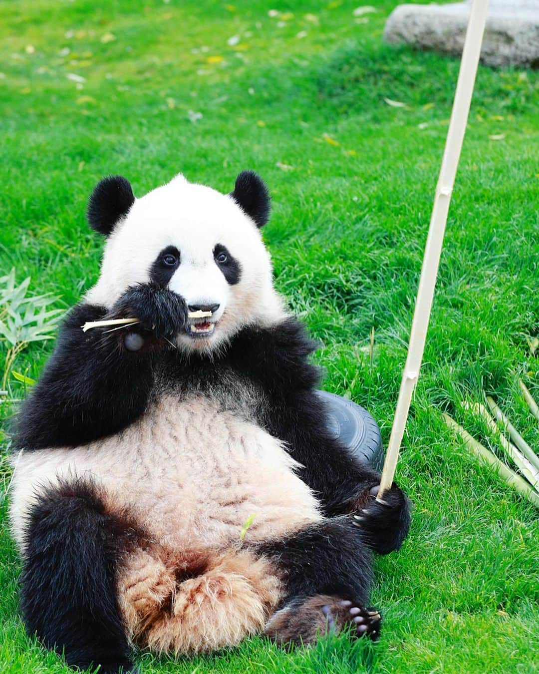 パンダ（白浜）のインスタグラム：「she has delicious bamboo stick , it is not weapon. 🐼😊🐼 #photography #adventureworld #アドベンチャーワールド #ADVENTUREWORLDPANDAS #baby #HELLOLITTLE #pandamental #hellopanda #ハローリトル #ハローパンダ #パンダグラビア #パンダ　and #panda #pandababy 🐼🐼🐼」