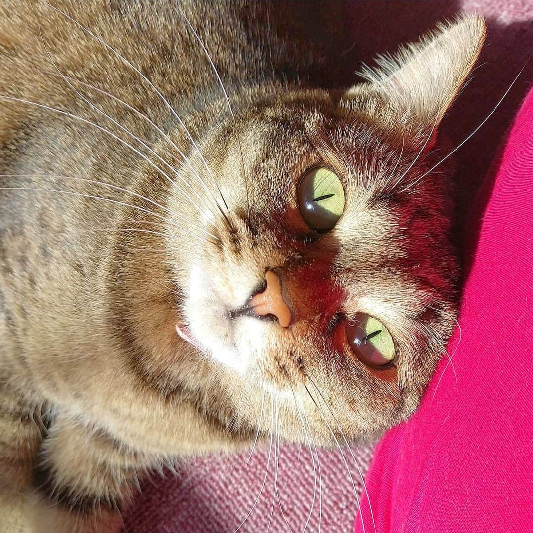 高口里純さんのインスタグラム写真 - (高口里純Instagram)「見つめ合う(*´-`)✨  #猫#きじとら猫 #ねこすたぐらむ #にゃんすたぐらむ   #cat#pet」2月18日 12時06分 - takaguchijay